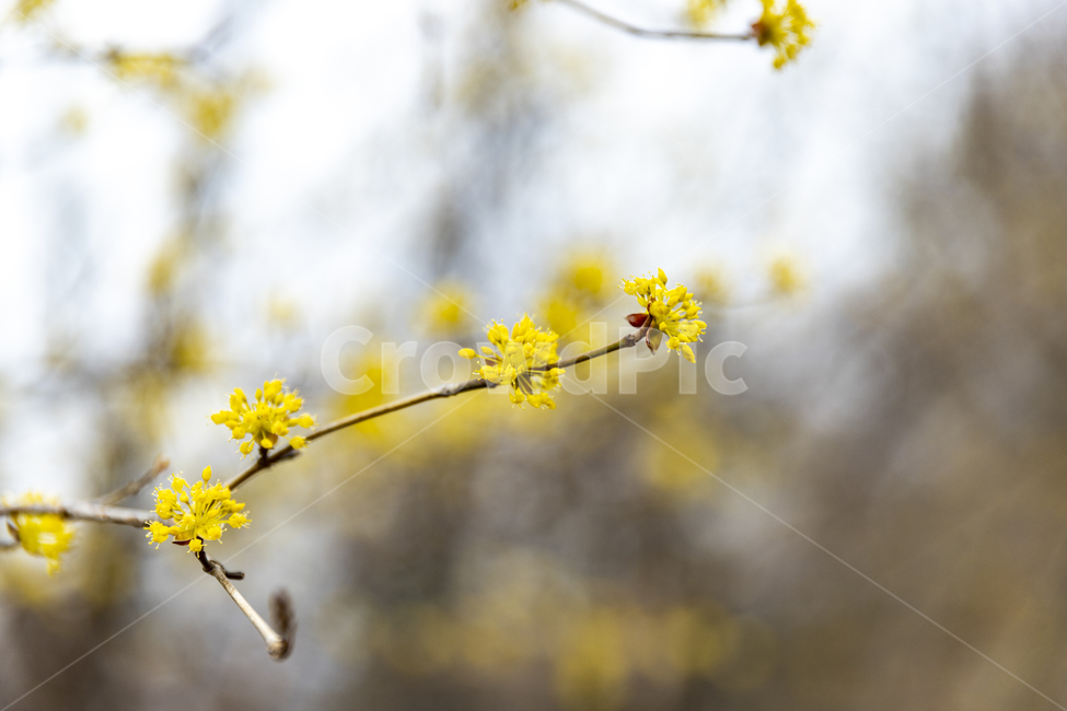 spring,spring flowers,Cornus officinalis,yellow flower,yellow,cornusofficinalissetz,cornusofficinalissieboldzucc,japanesecornliancherry,flower
