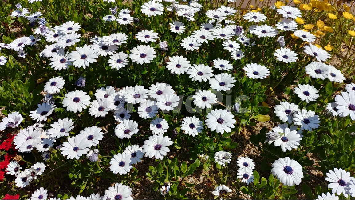 흰꽃,꽃,flower,spring,plants,nature,자연,봄,식물,식물,자연,plants,nature,꽃,flower