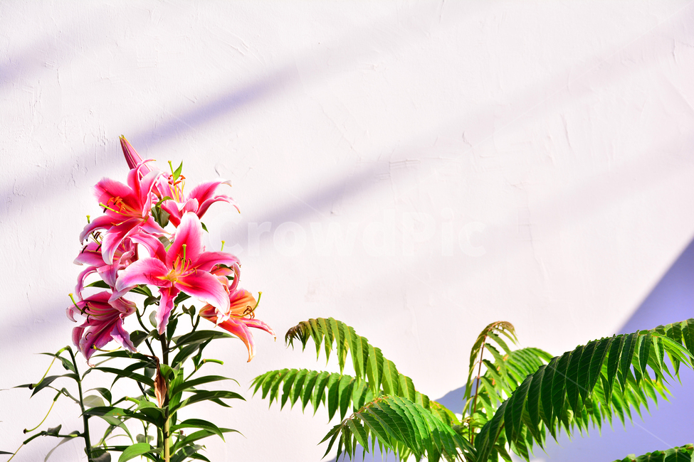 꽃,명암,그림자,벽,담장,빨강색,핑크색,pink,flowers,lily,백합,원예종꽃,식물,자연,plants,nature,꽃,flower