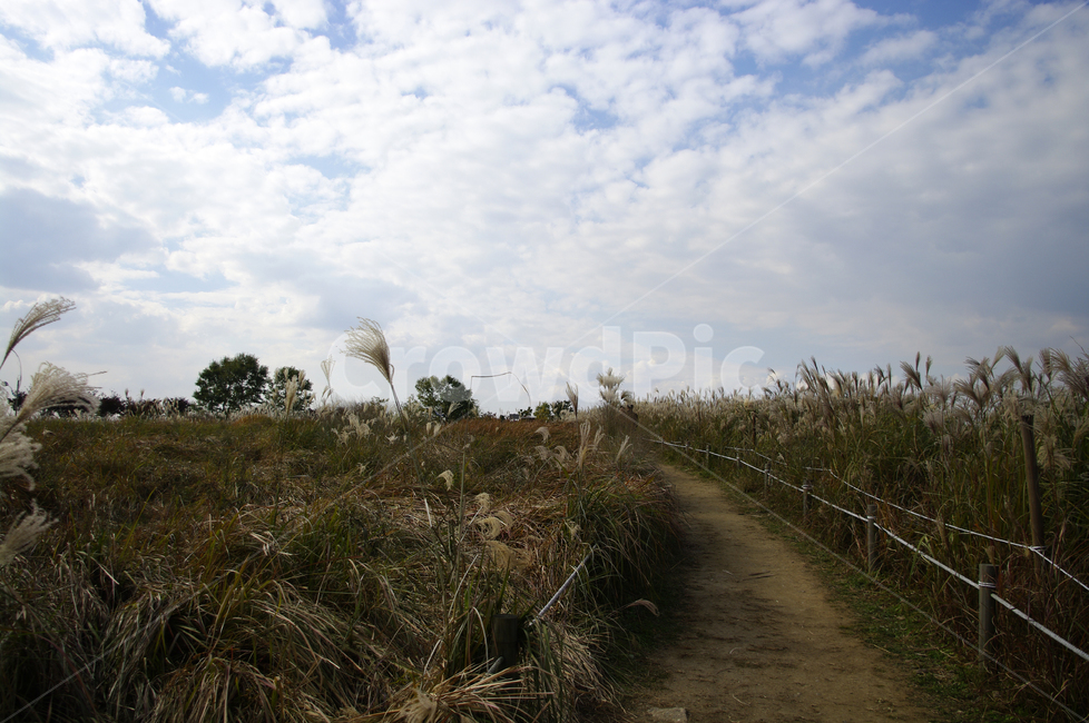 가을,억새,자연,nature,식물,plant,하늘,구름,길,자연,풍경,nature,landscape,ground,바닥,road,도로