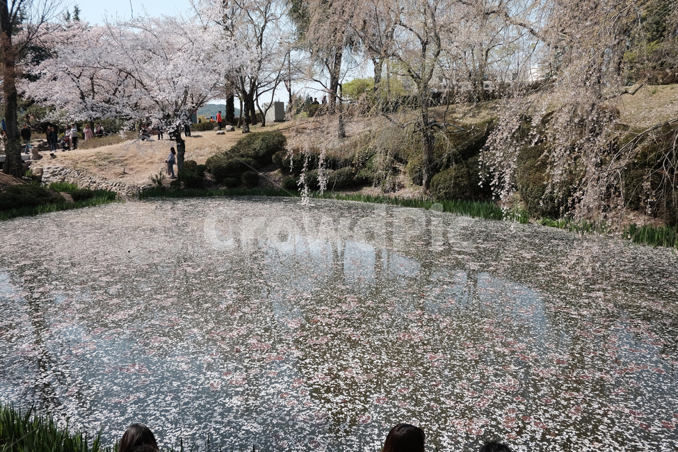 보문정,경주보문정,보문정벚꽃,경주벚꽃,보문정사,자연,풍경,nature,landscape,cherry blossom,벚꽃,plant,식물,flower,꽃,blossom
