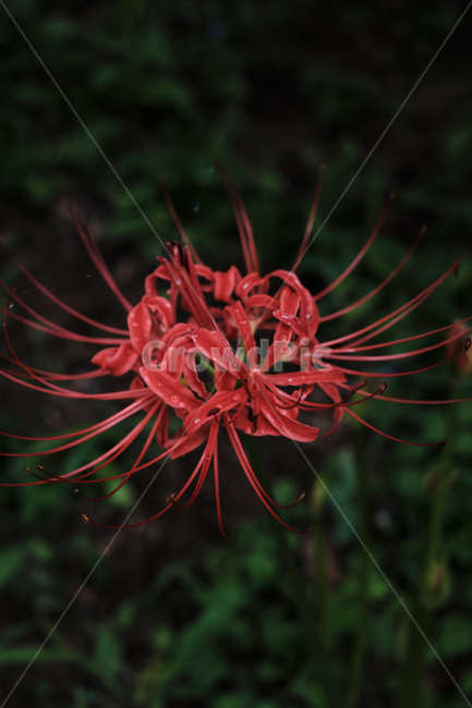 석산,피안화,lycorisradiata,꽃,식물,flower,식물,자연,plants,nature,꽃,flower