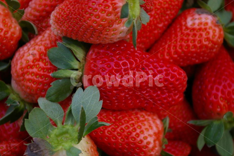딸기,빨간,클로즈업,접사,strawberry,음식,식재료,요리,food,cook,meal,dishes,food reserves,과일,열매,fruit