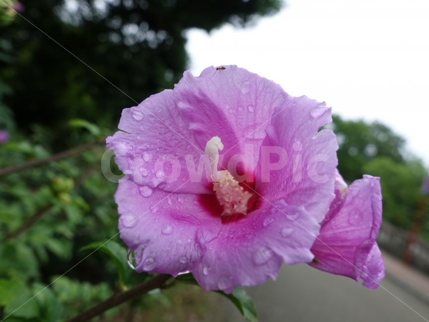 무궁화,꽃,자연,풍경,꽃잎,식물,자연,plants,nature,꽃,flower