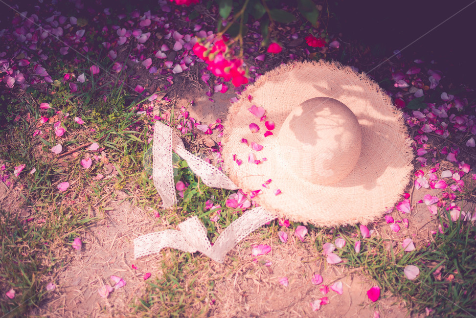 식물,장미,장미꽃,꽃,여름꽃,꽃,flower,감성,sensible,feeling
