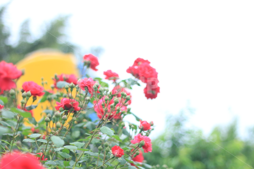여름,꽃,장미,애증,여왕,식물,자연,plants,nature,꽃,flower