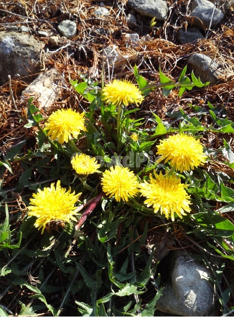 민들레,꿏붐,노란색,약초나물,포공영,식물,자연,plants,nature,꽃,flower