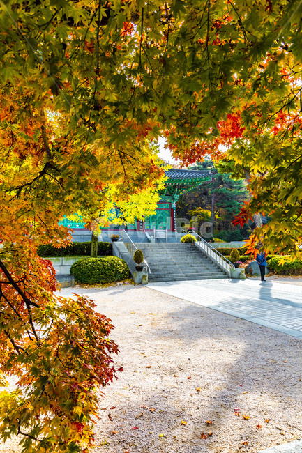 가을,계절,자연,감성,단풍,사찰,보광사,낙엽,나무,plant,tree,서정,가을낭만,식물,잎,maple,가을,계절,fall,autumn,season,leaf