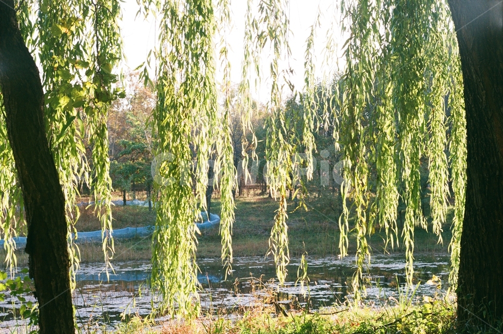 tree,나무,plant,식물,버드나무,식물,자연,plants,nature