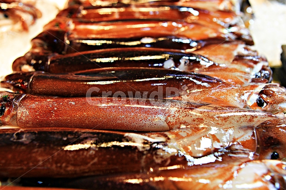 오징어,연체동물,식재료,음식,먹거리,음식,식재료,요리,food,cook,meal,dishes,food reserves,수산물,해산물,fishery products,seafood