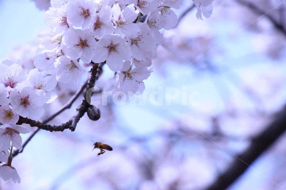 벚꽃,봄,자연,꿀벌,하늘,경치,꽃봉오리,벚꽃나무,햇살,나무,나뭇가지,cherryblossom,spring,nature,honeybee,sky,landscape,bud,cherryblossomstree,daylight,tree,twig