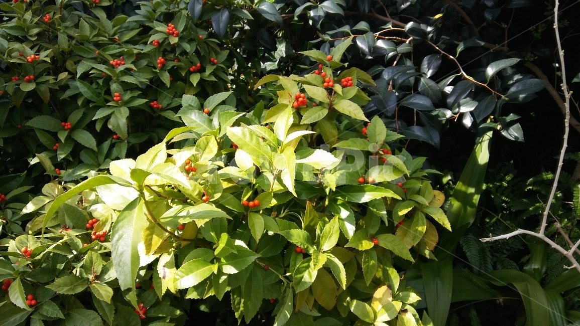 열매,빨간색,잎사귀,자연,plant,식물,자연,plants,nature