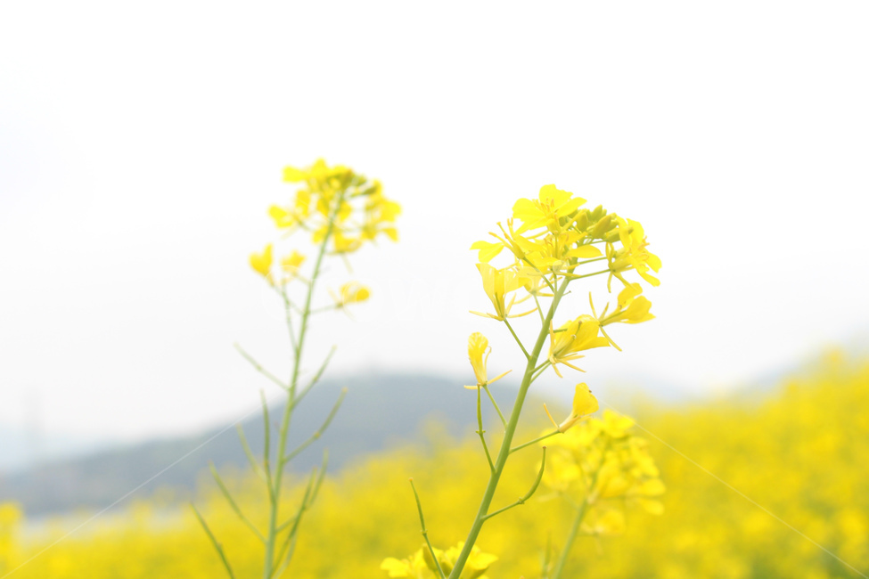 유채꽃,봄,자연,노란색,노랑,flower,green
