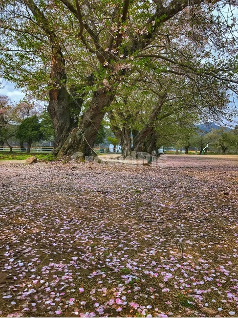 풍경,자연,경치,노을,벚꽃나무,자연,풍경,nature,landscape,식물,plants,나무,trees,wood,tree,plant,tree trunk,나무 줄기