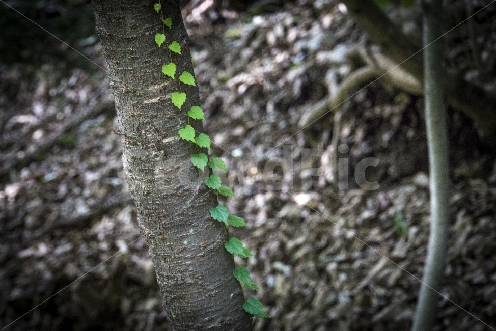 나무,넝쿨,마이산,여름,여행,전북,진안,하트,tree,heart,자연,식물,자연,plants,nature