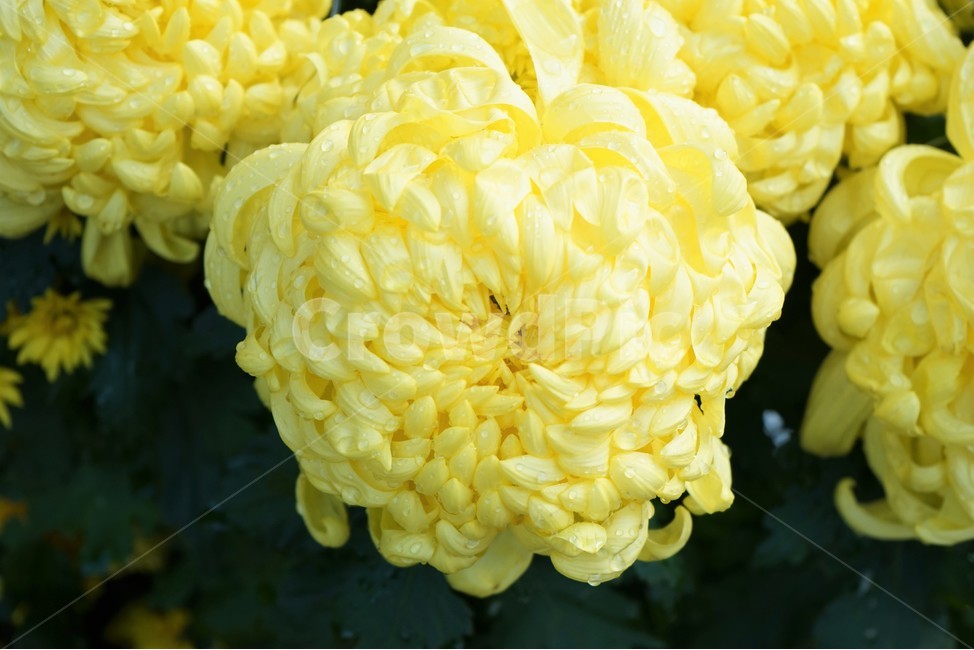 가을,국화,노랑,우아,chrysanthemum,autumn,elegance,fall,yellow,우아함,계절,꽃,season,flower,floral,nobility,고귀함,향기,가을대표,대국,가을꽃,식물,노랑꽃,꽃봉오리,국화꽃,plant,식물,자연,plants,nature,꽃,flower
