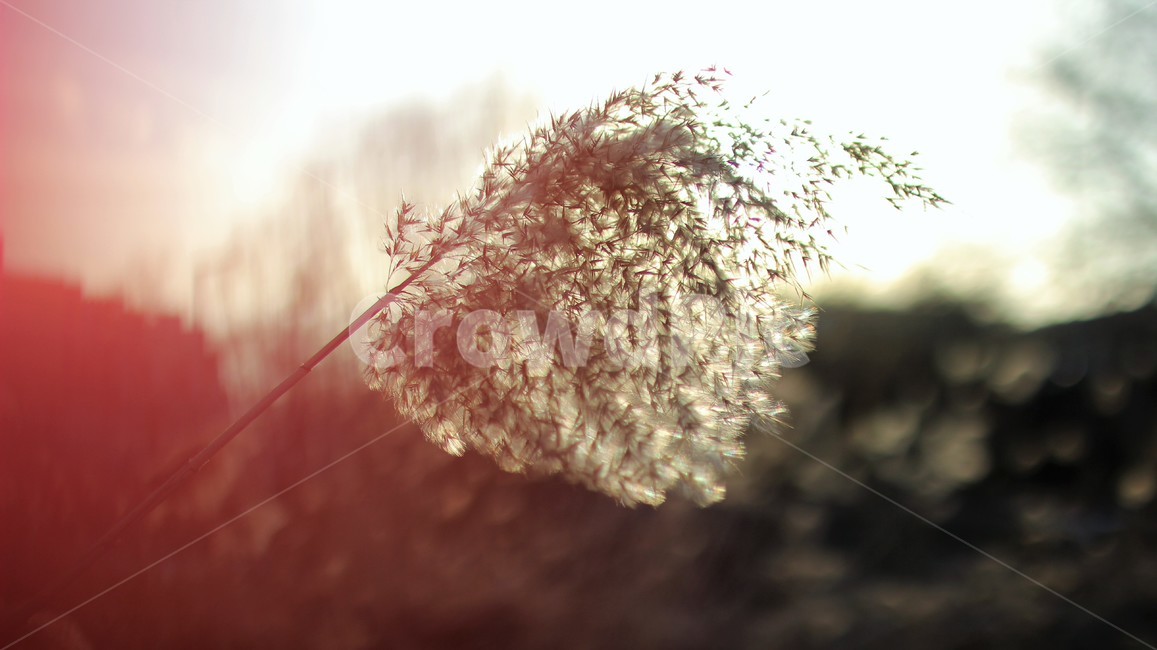 갈대,노을,reed,가을,식물,감성,sensible,feeling