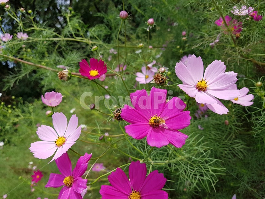 벌,bee,꿀벌,꽃,분홍색,flower,blossom,식물,자연,plants,nature,꽃,flower,곤충,벌레,insect,bug