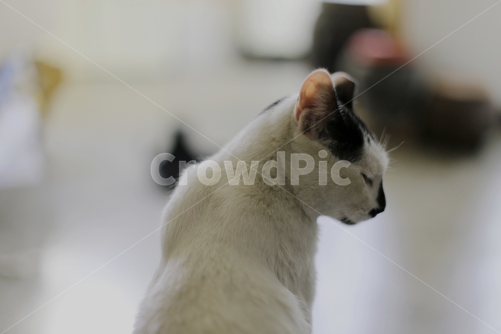 고양이,반려묘,애완동물,유기묘,고양이뒷통수,고양이옆모습,동물,animal,포유류,mammal,고양이,cat,kitten,kitty