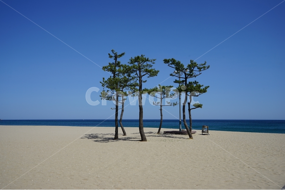 받,소나무,자연,봄,적막,고요,풍경,sea,blue,seashore,pinetrees,nature,힐링,휴식,시원함,고요함,healing,relaxation,cool,calm,감성사진,배경,모래밭,모래사장,배경화면,푸른하늘,바다풍경,배경사진,해변,바다,beach,sea