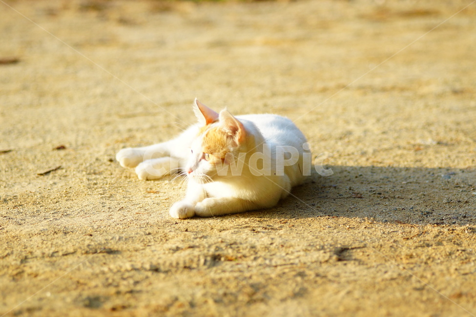 manx,포유류,animal,mammal,동물,cat,고양이,pet,동물,animal,포유류,mammal,고양이,cat,kitten,kitty