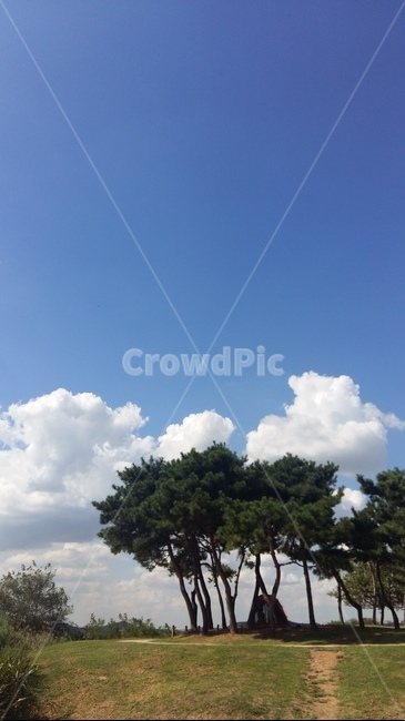 하늘,가을,구름,나무,소나무,자연,풍경,nature,landscape,outdoors,옥외,weather,날씨,tree,plant,식물,sky,cloud,cumulus,적운