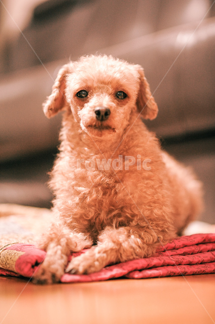 poodle,curly,puppy,cuteness,Squeaky,poodle fur,sit down,pet,faint