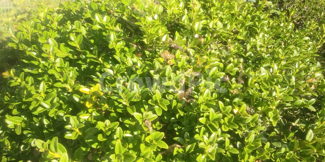 잔디,풀,자연,텍스쳐,맑은,날씨,깨끗,식물,자연,plants,nature