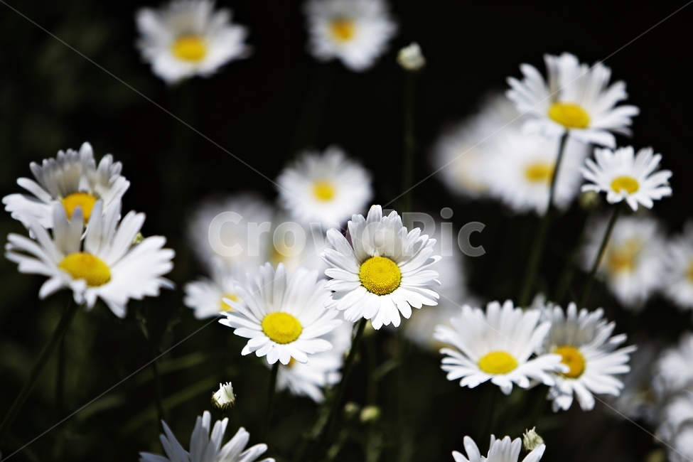 데이지,야생화,들국화,daisy,봄꽃,식물,자연,plants,nature,꽃,flower