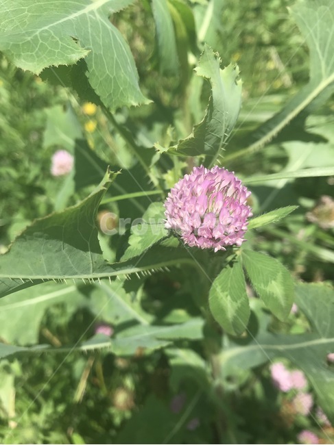 꽃,식물,자연,flower,plant,pink,식물,자연,plants,nature,꽃,flower