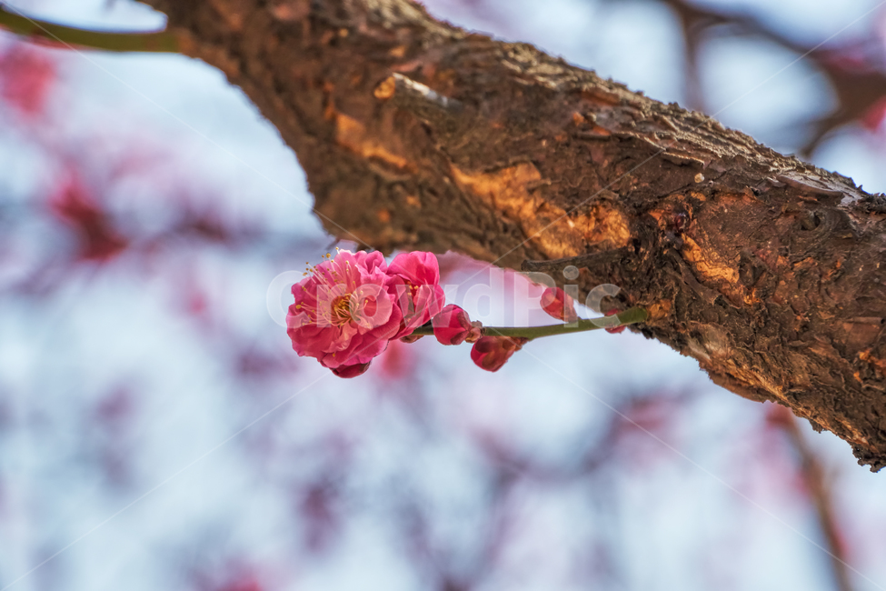 홍매화,매화,꽃,매화꽃,자주색,접사,붉은색,tree,blossom,plum,flower,pink,leaf,sky,nature,floral