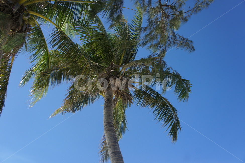 야자수,하늘,나무,여름,휴양지,arecaceae,tree,palmtree,plant,식물