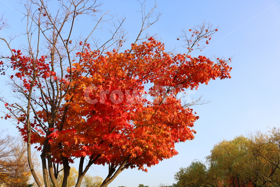 단풍,단풍나무,나무,가을,자연,가을,계절,fall,autumn,season,식물,자연,plants,nature,나무,trees,wood,leaf,잎,plant,tree,maple