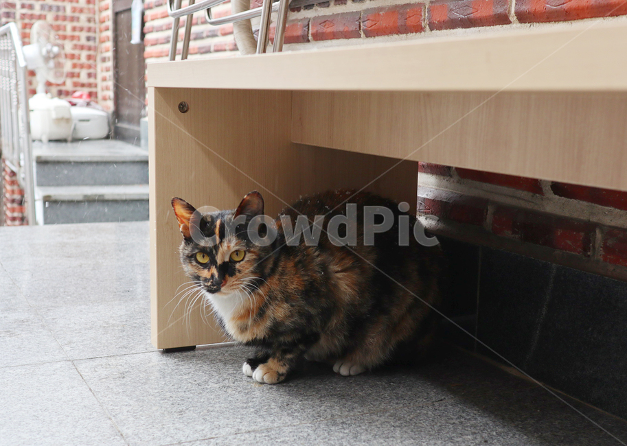 고양이,길고양이,눈,동물,냐옹이,동물,animal,포유류,mammal,고양이,cat,kitten,kitty