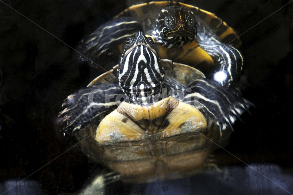 둥물,자라,수족관,animal,softshelledturtle,파충류,reptilia,aquarium