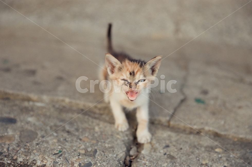 귀여움,야옹,반려동물,cats,mammals,animals,cute,meow,pets,mammal,포유류,cat,고양이,pet,abyssinian,동물,animal,아비시니안,manx,고양이새끼,kitten,동물,animal,포유류,mammal,고양이,cat,kitten,kitty