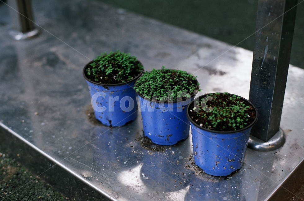 화분,미니화분,파랑색,파랑,식물,초록,plant,blue,새싹,3