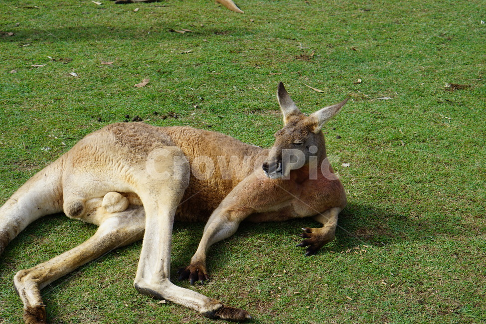 mammal,포유류,kangaroo,캥거루,animal,동물,wallaby,왈라비,동물,animal,포유류,mammal