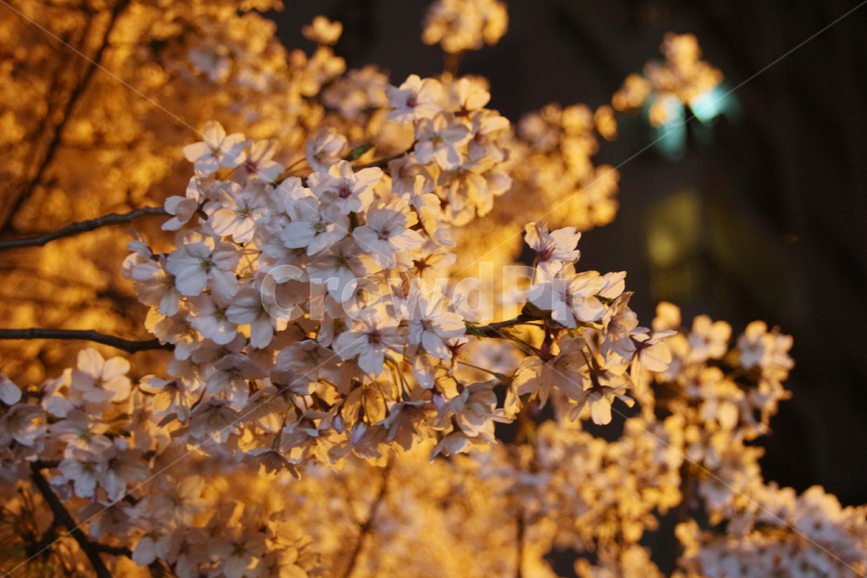 벚꽃,사쿠라,cherryblossom,봄,꽃,봄꽃,자연,봄,계절,spring,season,식물,자연,plants,nature,꽃,flower,plant