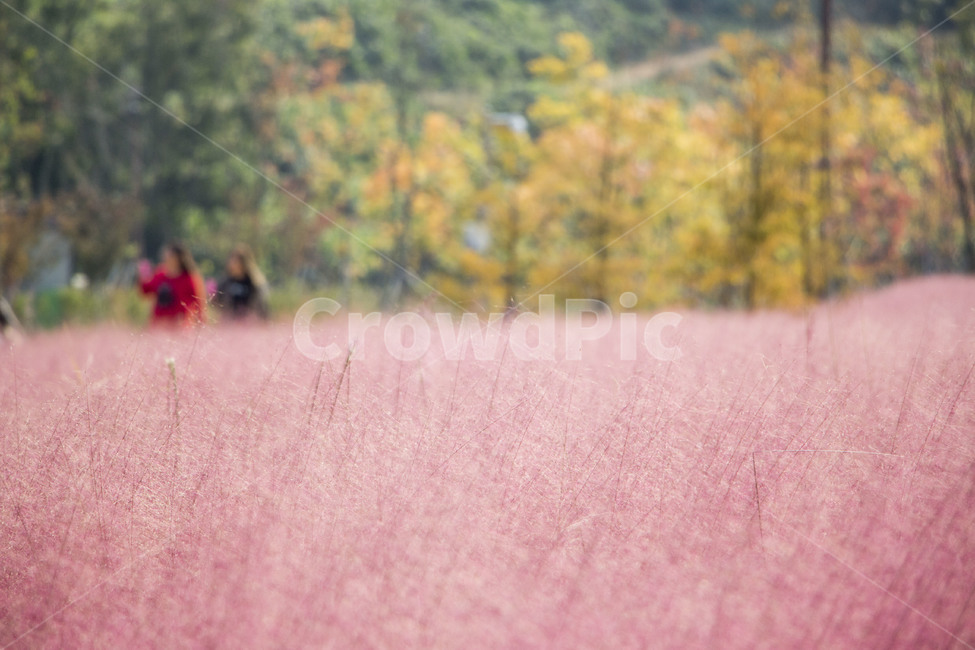 핑크뮬리,뮬리,식물,억새,자연,갈대,소풍,나들이,가을,계절,fall,autumn,season,사람,인물,인간,human,person,여성,여자,woman,female,lady