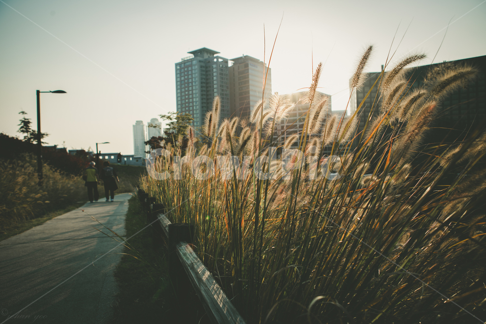 갈대,가을,노을,공원,산책,역광,감성,가을,계절,fall,autumn,season,도시,풍경,city,landscape,한국도시풍경,한국도시경관,korea cityscape,감성,sensible,feeling,휴식,힐링,rest,relaxation,healing,grass,잔디,plant,식물,lawn