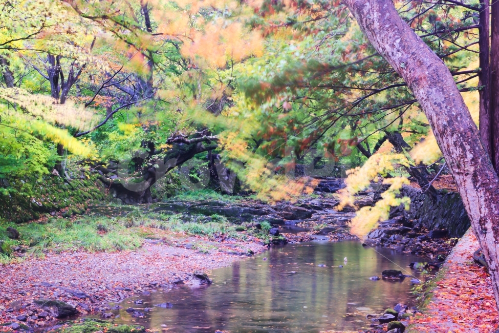 고창,선운사,도솔천,가을,단풍,계곡,바람,자연,풍경,nature,landscape,water,물,outdoors,옥외