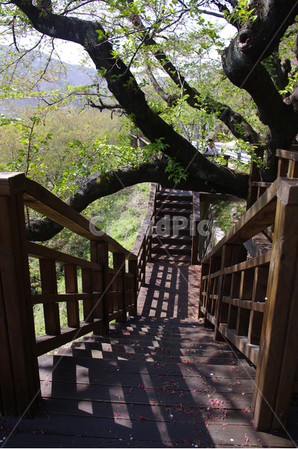 하동,길,벚꽃나무,식물,plant,봄,spring,초록,자연,풍경,nature,landscape,handrail,난간,banister