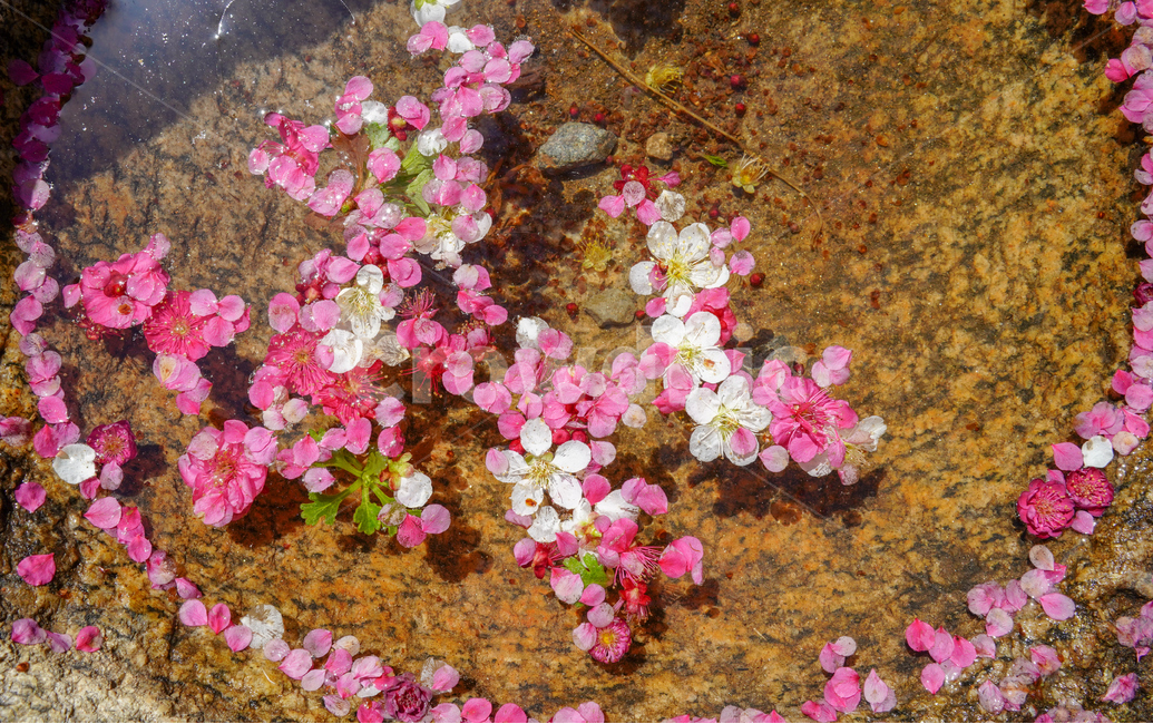 낙화,매화,매화향,봄소식,봄꽃,식물,자연,plants,nature,꽃,flower
