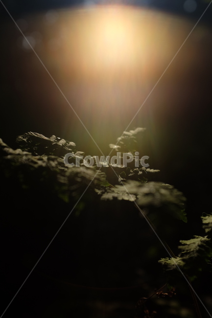 자연,잎,숲,빛,nature,leaf,light,forest,햇빛,숲속,플레어,sunlight,식물,plant,식물,자연,plants,nature,휴식,힐링,rest,relaxation,healing