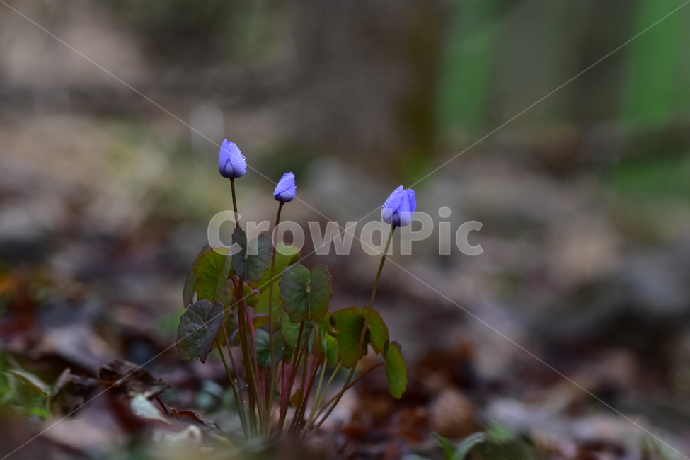 깽깽이풀,야생화,봄,꽃,풀꽃,자연,식물,식생,plants,nature,spring,season,flower