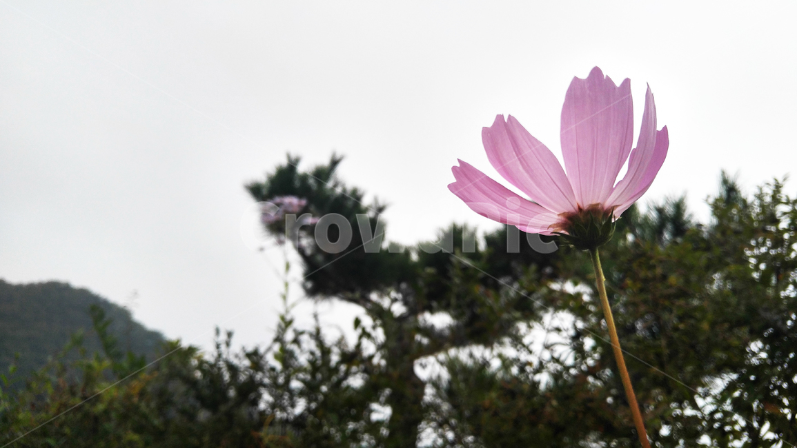 코스모스,가을,들꽃,가을꽃,분홍꽃,가을,계절,fall,autumn,season,식물,자연,plants,nature,꽃,flower,plant