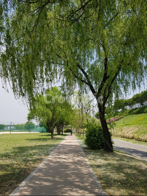 한강,공원,하늘,나무,갈대,sky,tree,hanriver,reed