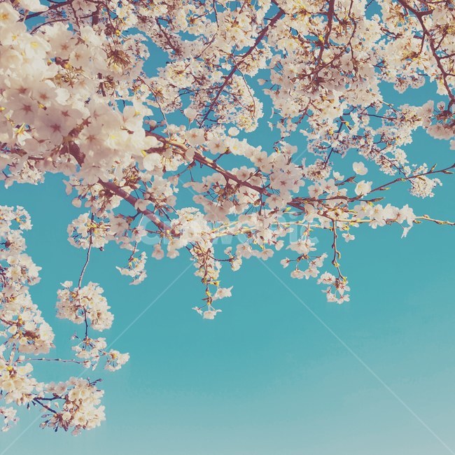 벚꽃,봄,감성,하늘,4월,꽃,식물,자연,풍경,분홍,핑크,나무,sakura,cherryblossom,nature,april,sky,emotion,flower,pink,trees,봄,계절,spring,season,식물,자연,plants,nature,꽃,flower,plant,blossom