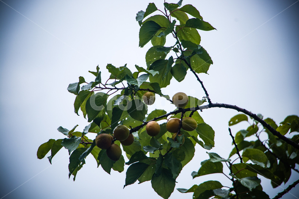 배,배나무,돌배,설익은배,푸른배,식물,자연,plants,nature,과일,열매,fruit